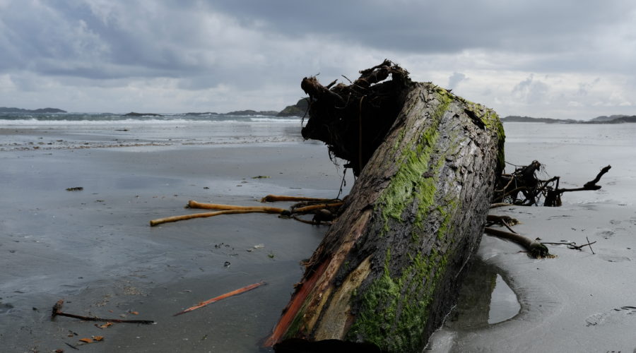 Spring has Sprung: Beach Cleanups and More