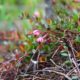 Vargas Island Bog Flora