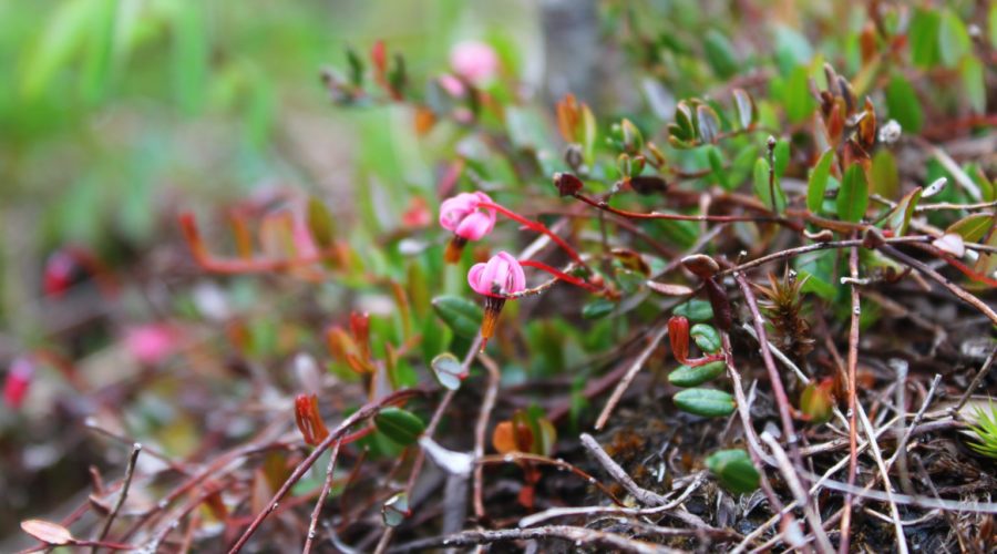 Vargas Island Bog Flora