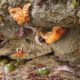 Intertidal Life at Cedar Coast