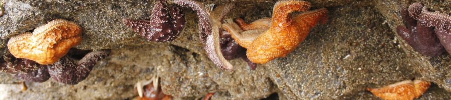 Intertidal Life at Cedar Coast