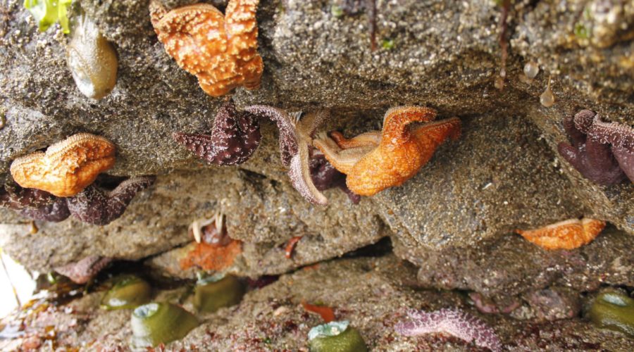 Intertidal Life at Cedar Coast