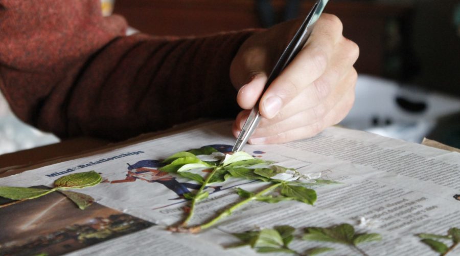 Pressing Plants of Vargas Island