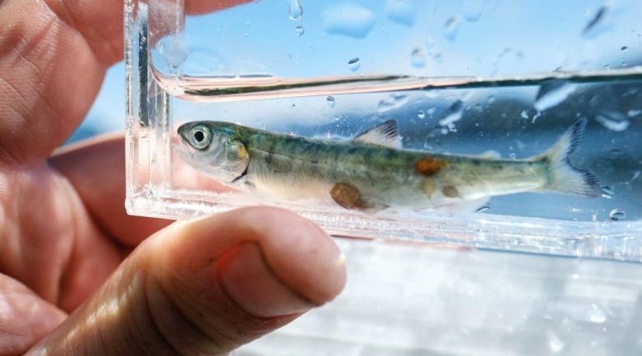 Conservation groups sound alarm over another sea lice outbreak in Clayoquot Sound