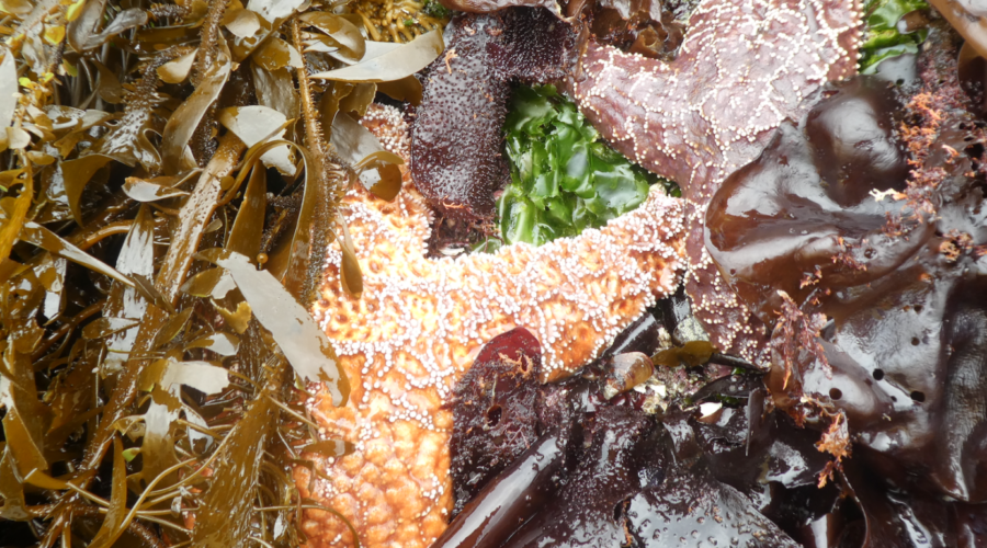 Fish Without Fins: Sea star monitoring