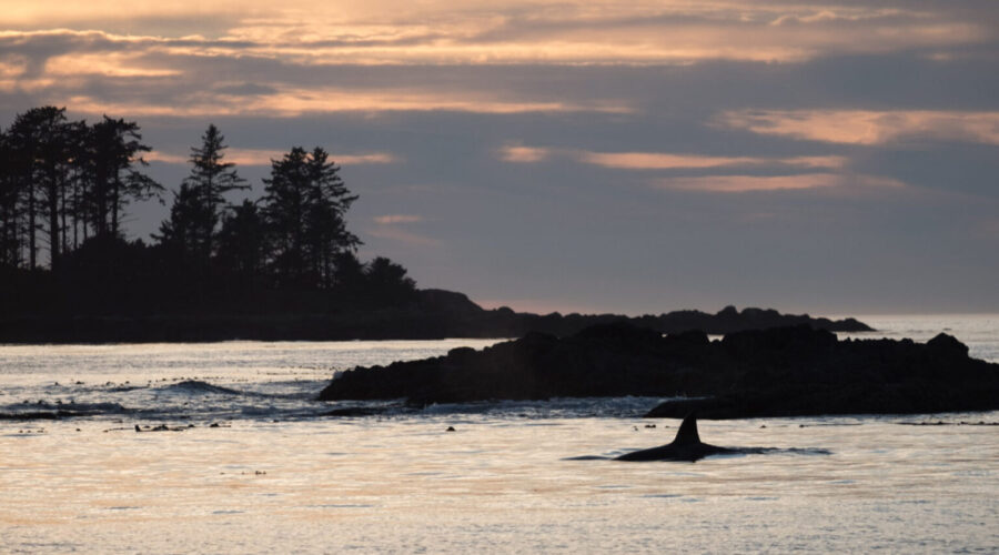 Important update: 2020 Killer whale conservation measures