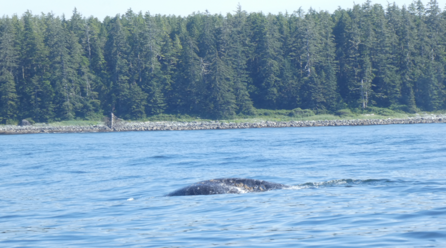 A Good Day for Whales